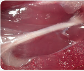 Intact rat sciatic nerve image